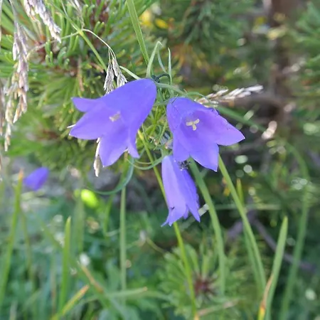 Buranka